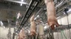 Омские фермеры требуют права забивать скот лично